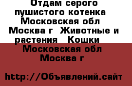 Отдам серого пушистого котенка - Московская обл., Москва г. Животные и растения » Кошки   . Московская обл.,Москва г.